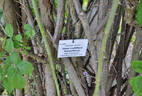 Russelliana rose photo
