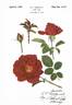 Texan rose photo