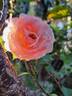 Clair Renaissance ™ rose photo