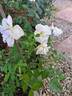 Diamant rose photo