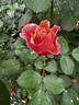 Dorcas rose photo