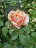 Dorcas rose photo