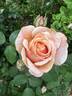 Dorcas rose photo