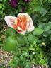 Break o' Day rose photo