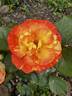 Chihuly ® rose photo
