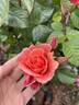Mother of Pearl ™ rose photo