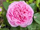 Comtesse Branicka rose photo