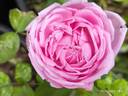 Comtesse Branicka rose photo