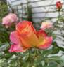 Roberto Alagna rose photo