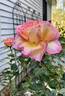Roberto Alagna rose photo