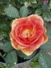 Kaleidoscope Girl rose photo