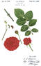 Crown Jewel rose photo