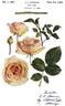 Apricot Nectar rose photo