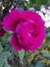 Baron Gonella rose photo