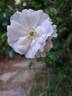 Ice Meidiland rose photo
