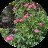 Dick's Delight ™ rose photo