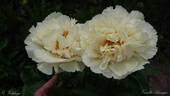 Vanilla Schnapps peony photo
