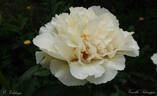 Vanilla Schnapps peony photo