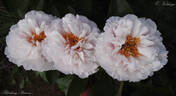 Blushing Princess peony photo