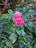Lovely Pink rose photo