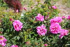 Aylsham rose photo
