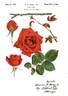 Royal Canadian rose photo