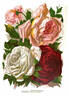 Lady Stanley rose photo
