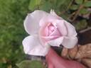 Countess of Derby rose photo
