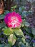 Lovely Pink rose photo