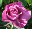 Fragrant Plum rose photo