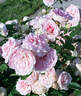 Morden Blush rose photo