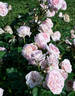 Morden Blush rose photo