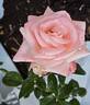 Dorothy House rose photo