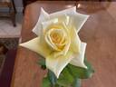 Madame Chiang Kai-shek rose photo