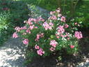 Gartendirektor Otto Linne rose photo