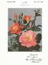 Fanfare rose photo