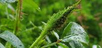 Scarlet Moss ™ rose photo