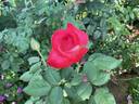 Night Fever rose photo