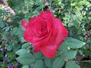 Night Fever rose photo