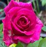 Life's Little Pleasures rose photo