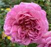 Queen of Elegance ™ rose photo