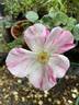 Deanna Krause rose photo
