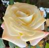 Grand Prize ™ rose photo