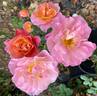 Distant Thunder rose photo