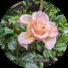 Cherry Lane rose photo