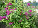 Purple Siluetta rose photo
