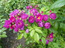 Purple Siluetta rose photo