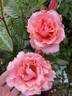 Mother of Pearl ™ rose photo