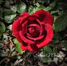 Ruby Ruby ™ rose photo