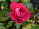 Red Leonardo da Vinci rose photo